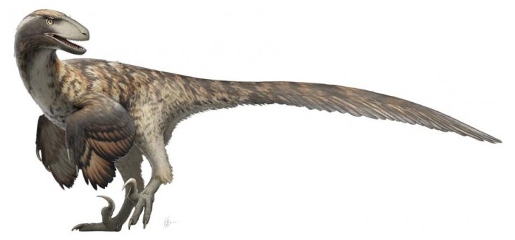 Deinonychus antirrhopus