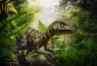 Velociraptor Illustration