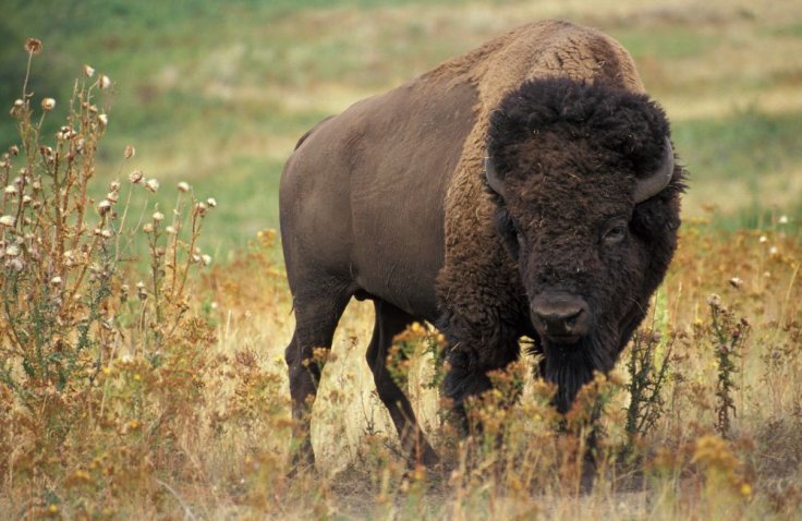 Bison Bison