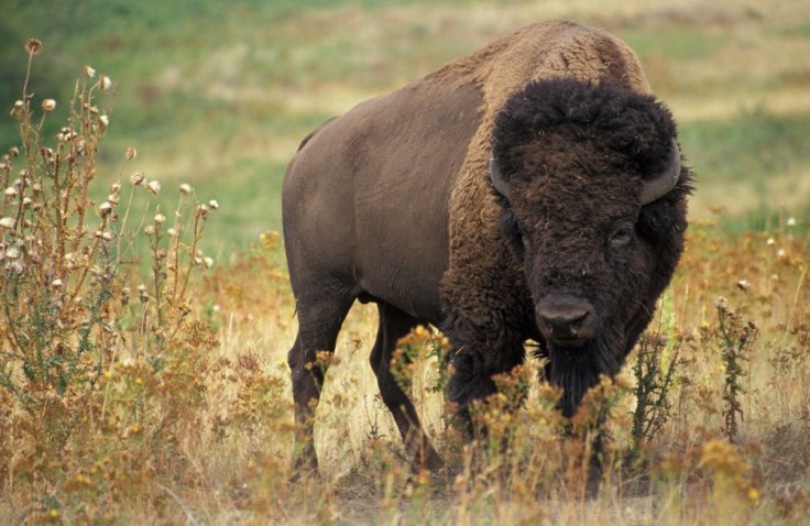 Bison