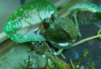 Two Headed turtle
