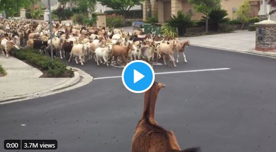 Goats storm into San Jose neighborhood