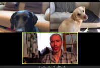 BBC sports broadcaster's video call with dogs
