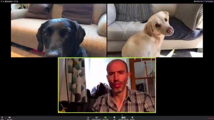 BBC sports broadcaster's video call with dogs