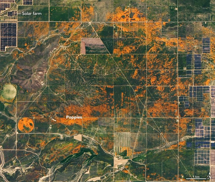 California poppy farm California poppy farm