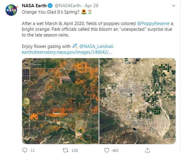 California Poppy farm California Poppy farm