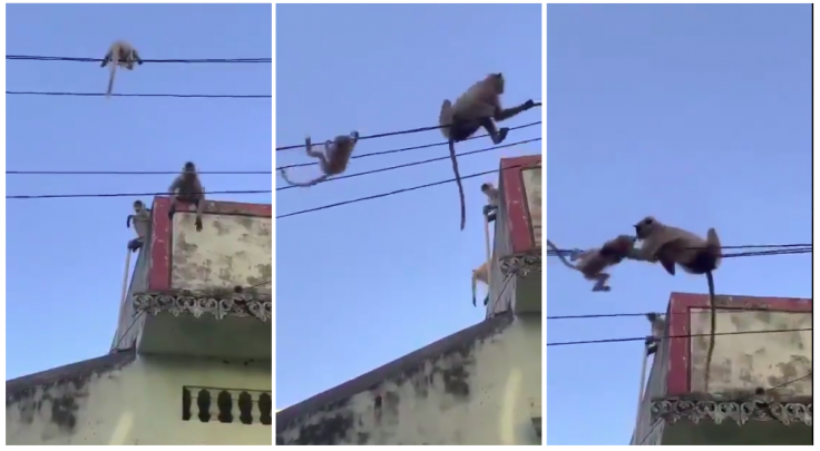 Mother monkey rescues baby monkey