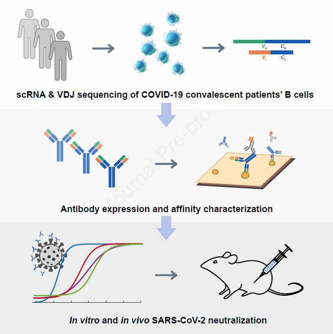 effective coronavirus drug 