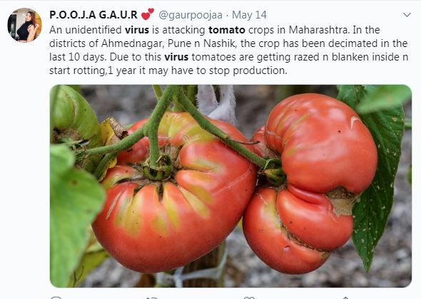Tomato Virus Tomato Virus