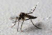 Vietnam confirms 23 Zika virus infected cases, includes pregnant woman