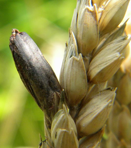 Ergot Ergot