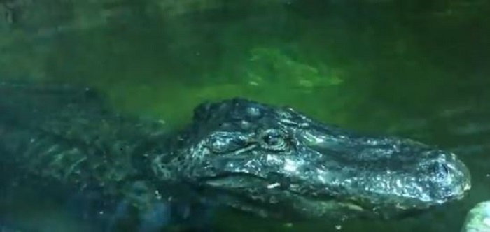 Alligator Saturn Alligator Saturn
