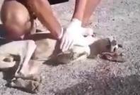 Teen saves the life of a stray dog Teen saves the life of a stray dog