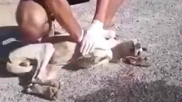 Teen saves the life of a stray dog