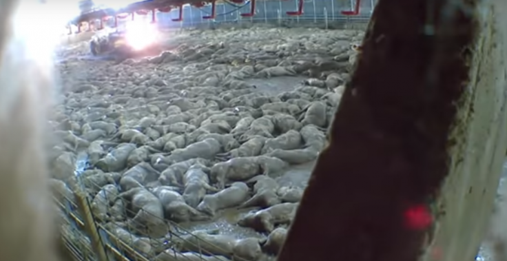 Mass Killing of pigs Mass Killing of pigs