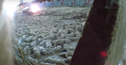 Mass Killing of pigs