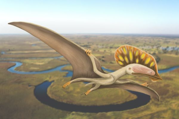 Pterosaur 