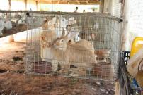 Cuban Rabbit Farming