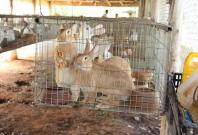 Cuban Rabbit Farming Cuban Rabbit Farming