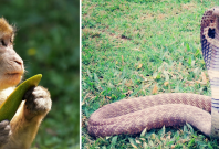 Monkey and King Cobra Monkey and King Cobra