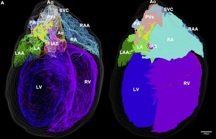 3D view of rat heart