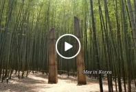 Bamboo Forest TKEM