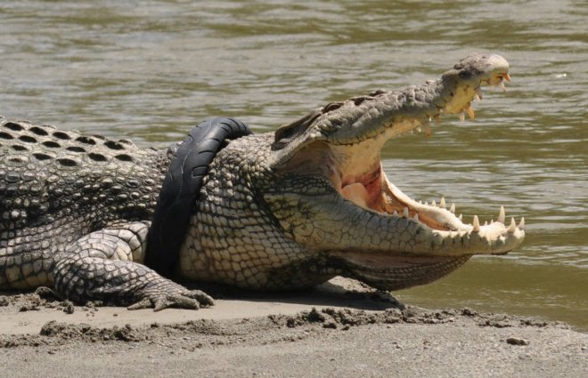 2m-long crocodile caught 'loitering' outside shopping mall in Malaysia