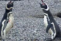 penguin fight penguin fight