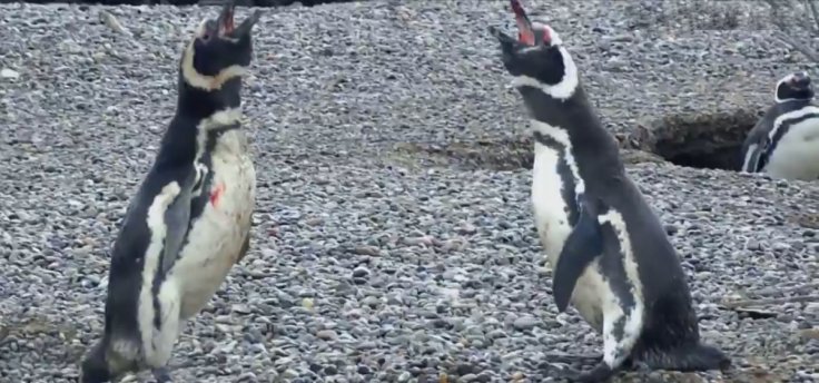 penguin fight