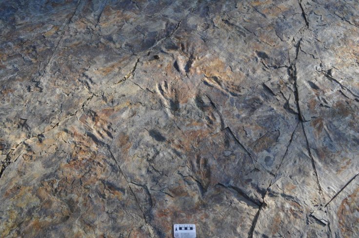 Batrachopus grandis footprints
