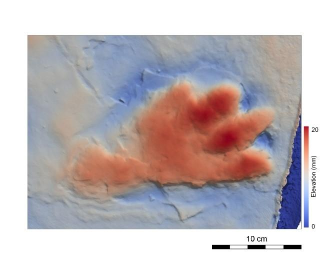 Batrachopus grandis 3D footprint