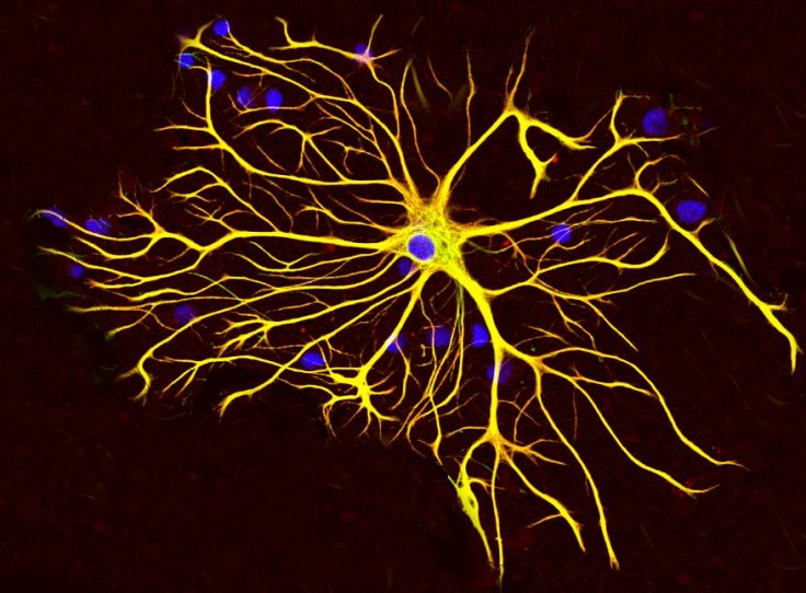 Astrocyte Astrocyte
