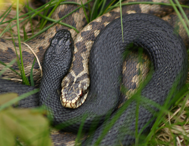 viper viper
