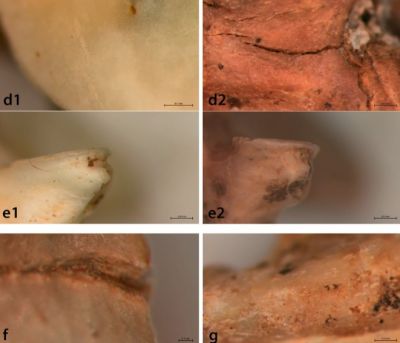 Ancient Evidence of Human Diet Ancient Evidence of Human Diet