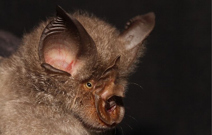 Horseshoe bat 