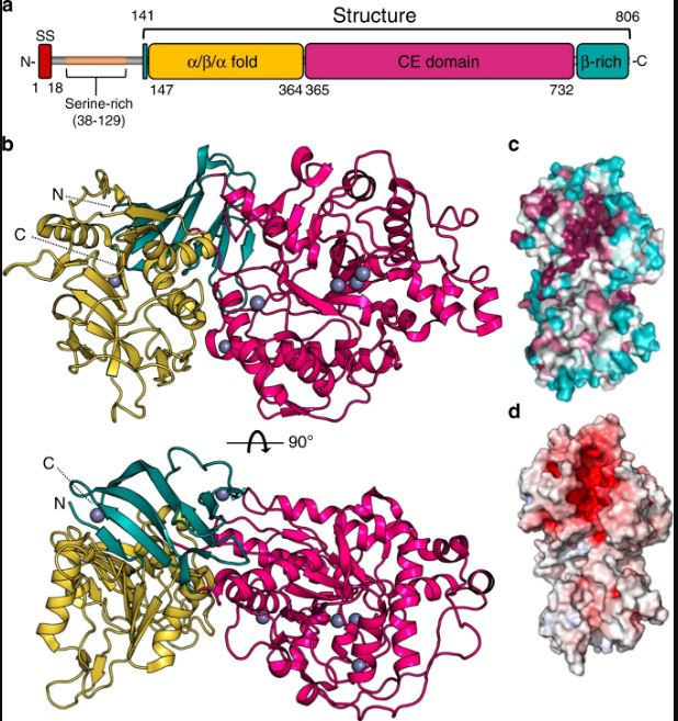 Protein Structure