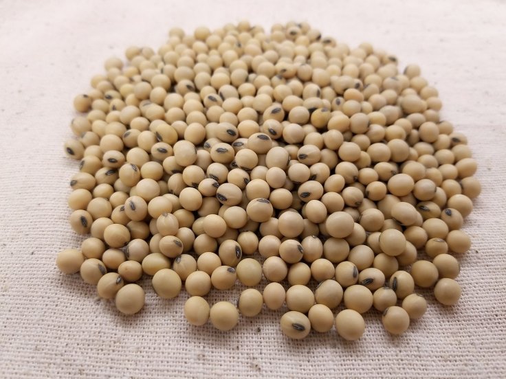 Soybean