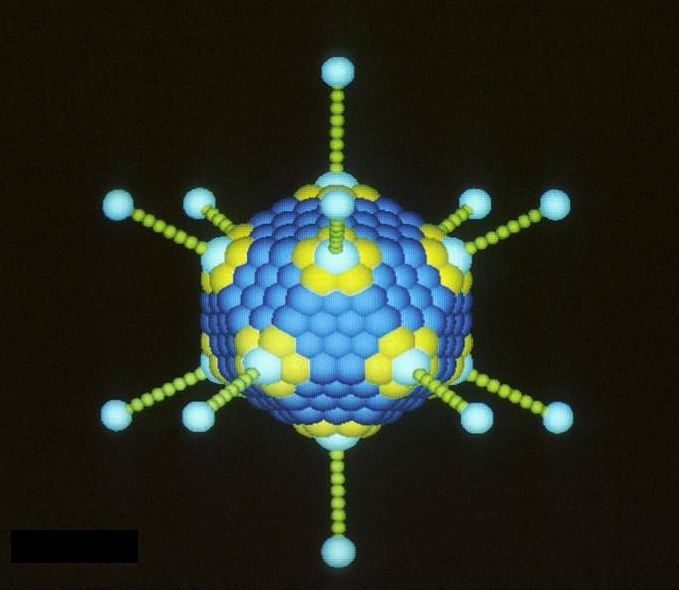 Adenovirus