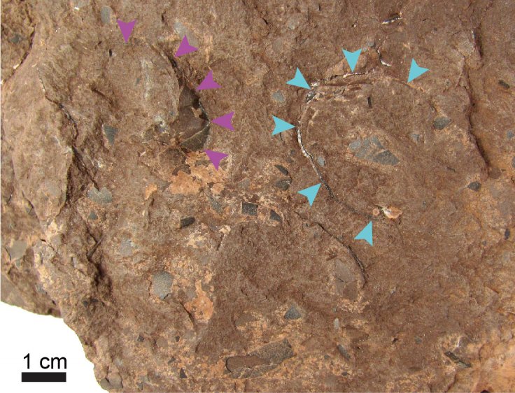 Himeoolithus murakamii Himeoolithus murakamii