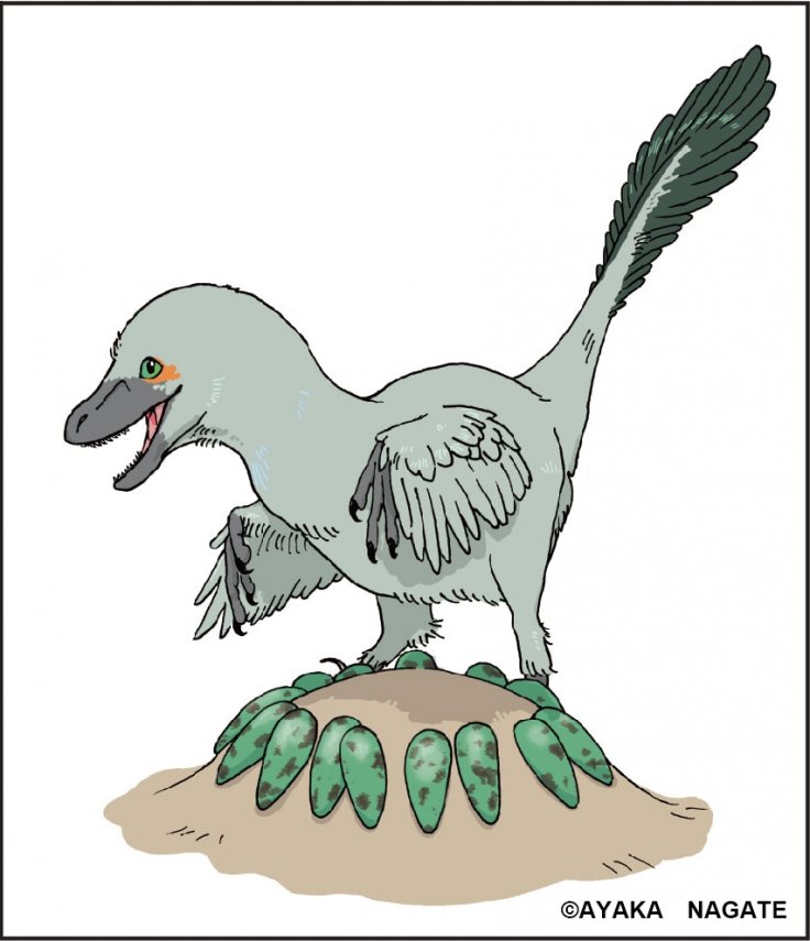 Reconstruction of Himeoolithus murakamii