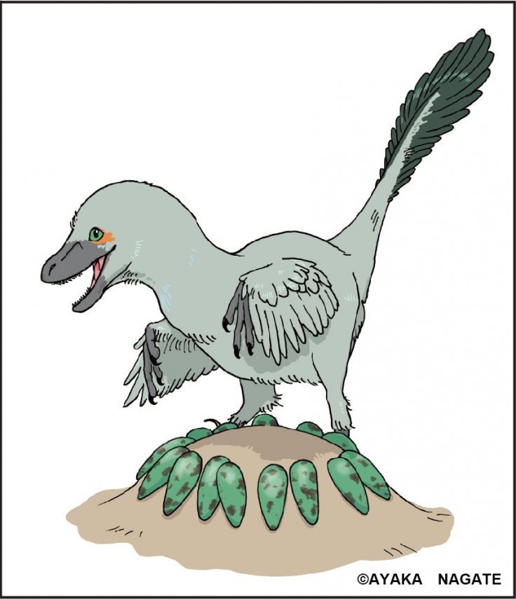 Reconstruction of Himeoolithus murakamii Reconstruction of Himeoolithus murakamii
