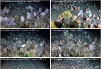 Deep sea Corals