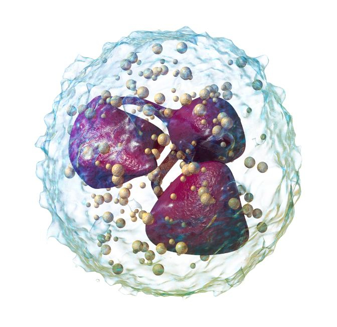 Neutrophil Neutrophil
