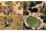 Botswana Elephants Die-Off Botswana Elephants Die-Off