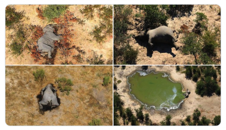 Botswana Elephants Die-Off