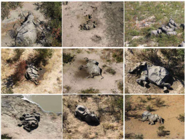 Botswana Elephants Die-Off Botswana Elephants Die-Off