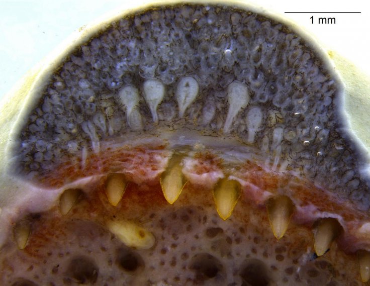 Venom glands 