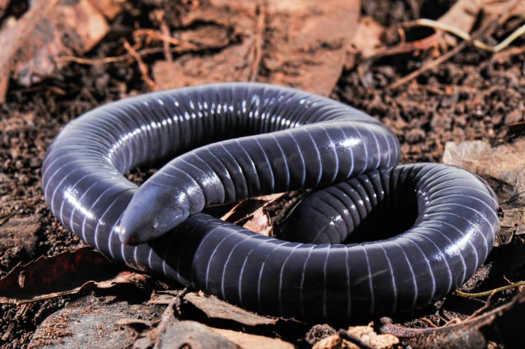 Siphonops annulatus. Siphonops annulatus.