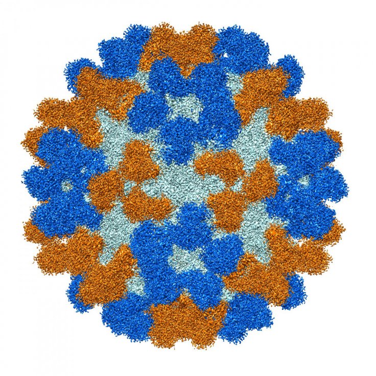 Enterovirus 68