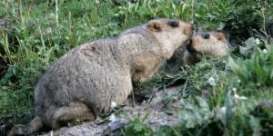Marmot Marmot